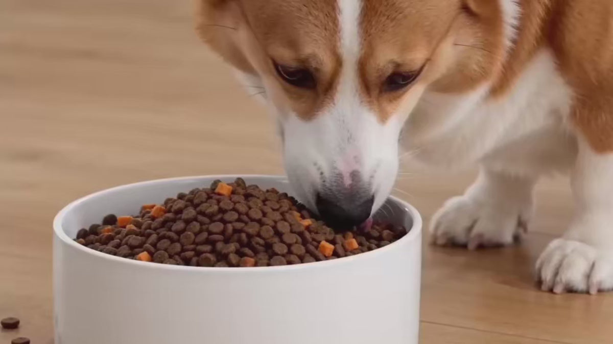 Rovanta™ V8 Max Cordless Stick Vacuum